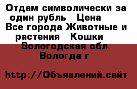 Отдам символически за один рубль › Цена ­ 1 - Все города Животные и растения » Кошки   . Вологодская обл.,Вологда г.